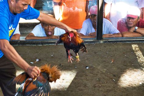 logro sa sabong bisaya|Sabong Community Celebrates as Cockfighter Breaks Local .